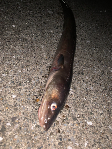 マアナゴの釣果