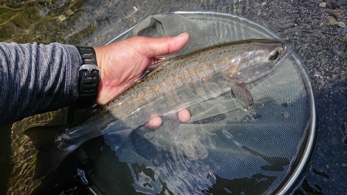 アマゴの釣果