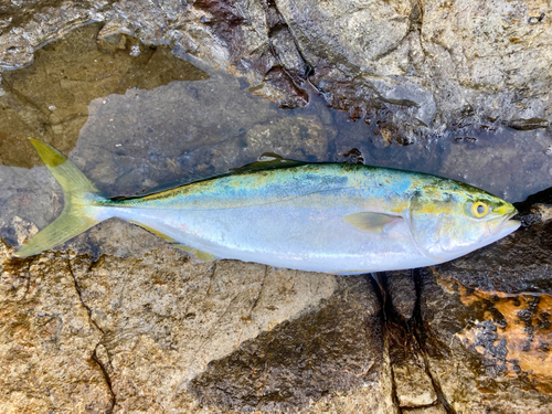 イナダの釣果