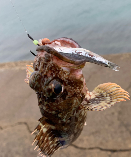 カサゴの釣果