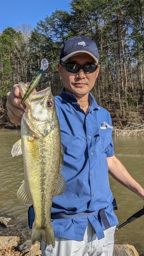 ラージマウスバスの釣果