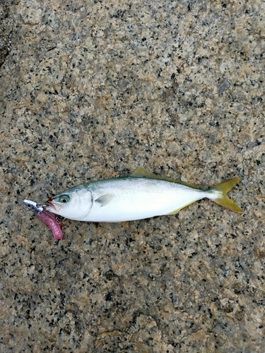 ヤズの釣果