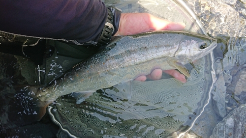 アマゴの釣果