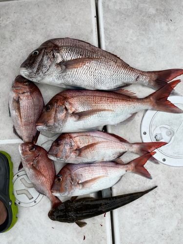 マダイの釣果