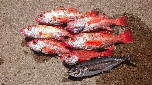 アカムツの釣果