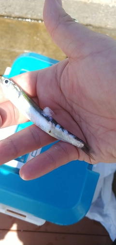 カタクチイワシの釣果