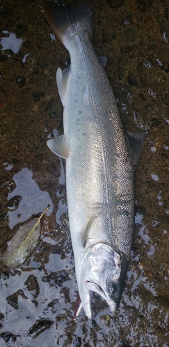 釣果