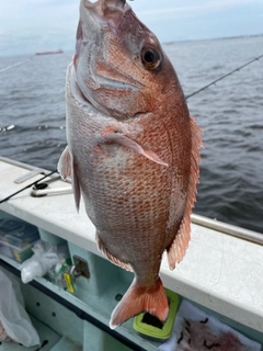 マダイの釣果