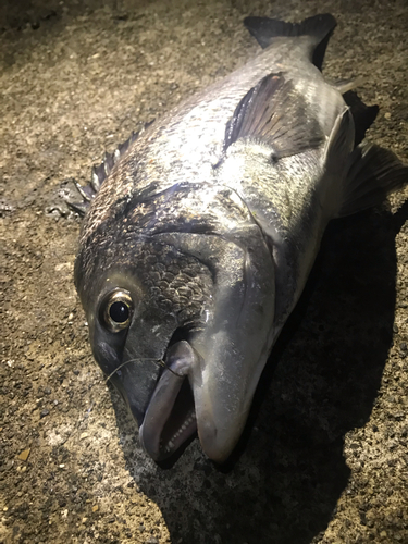 クロダイの釣果