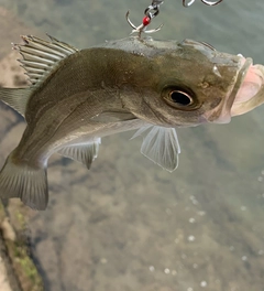 セイゴ（ヒラスズキ）の釣果