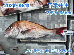 マダイの釣果