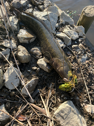 ライギョの釣果