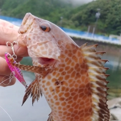 オオモンハタの釣果