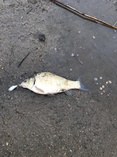 ヘラブナの釣果