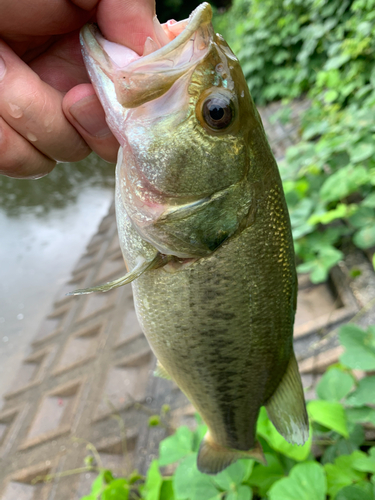 ブラックバスの釣果