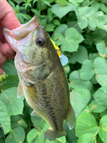 ブラックバスの釣果