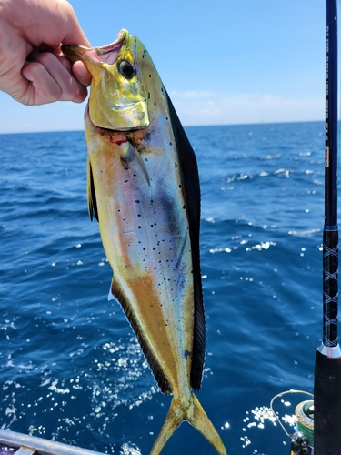 シイラの釣果