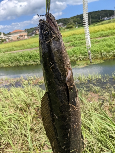 ライギョの釣果