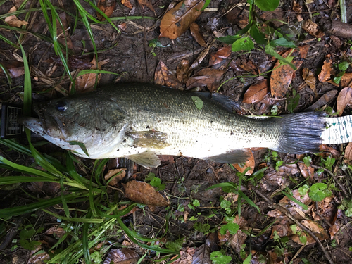 ブラックバスの釣果