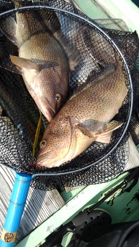 オオモンハタの釣果