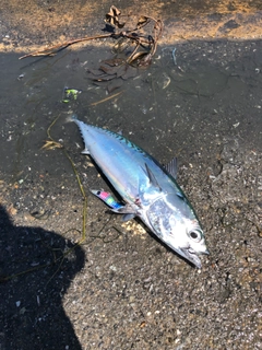 ソウダガツオの釣果