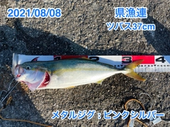 ヤズの釣果