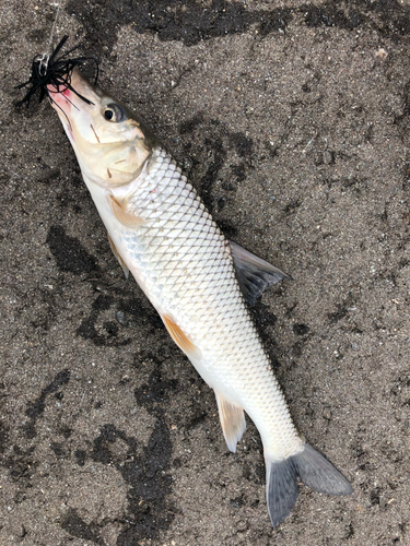 ニゴイの釣果