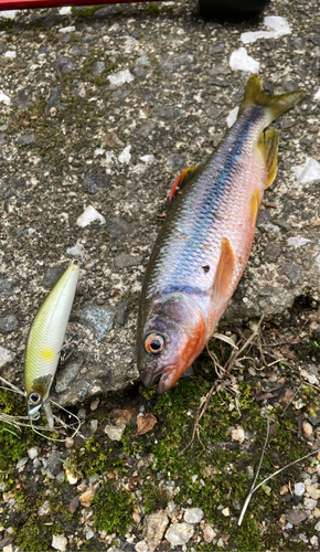 カワムツの釣果