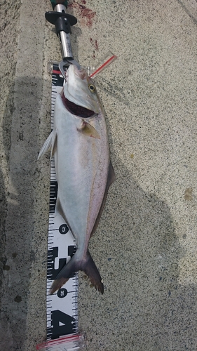 ショゴの釣果