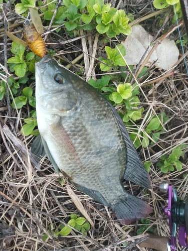 ナイルティラピアの釣果