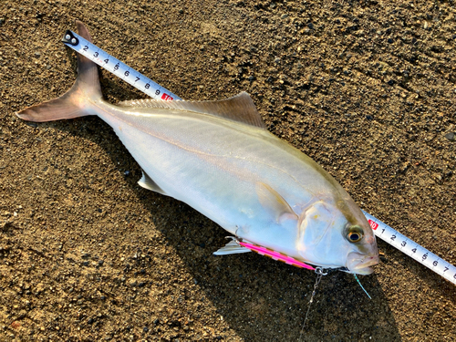 ショッコの釣果