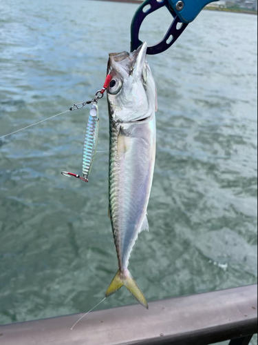 サバの釣果