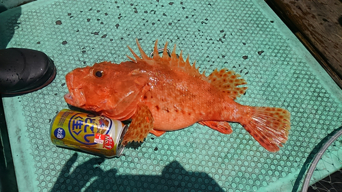 オニカサゴの釣果