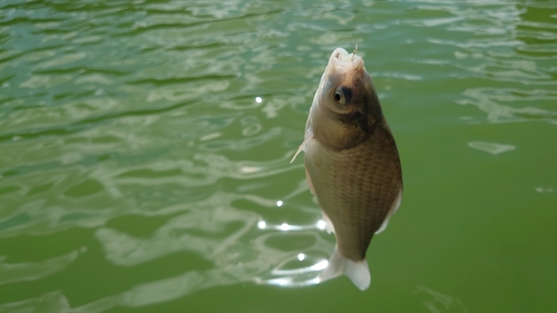 ヘラブナの釣果