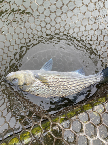 ストライパーの釣果