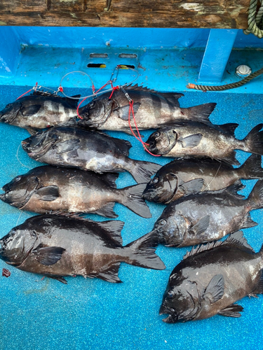 イシダイの釣果