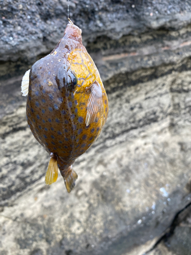 ハコフグの釣果