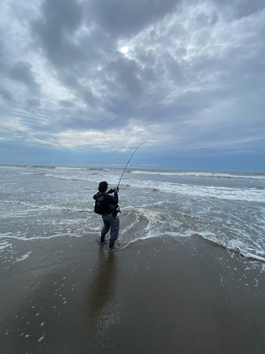 アカエイの釣果