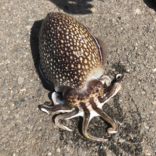 シリヤケイカの釣果