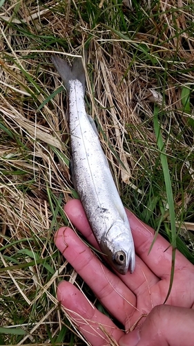 ヤマメの釣果