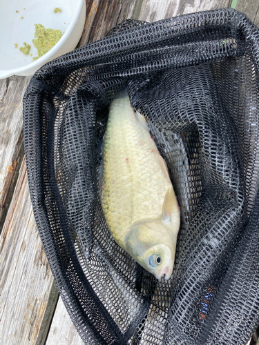 ヘラブナの釣果