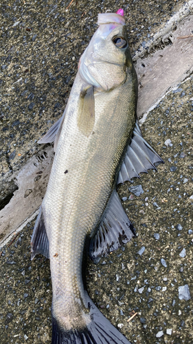 スズキの釣果