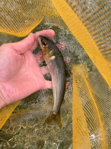 アユの釣果