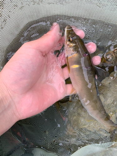 アユの釣果