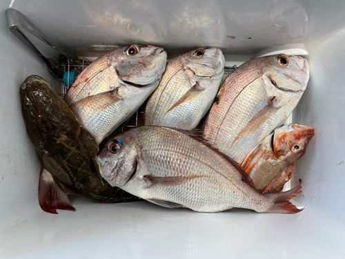 マダイの釣果