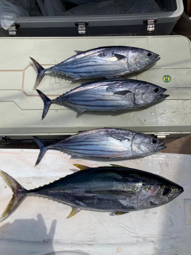 キハダマグロの釣果