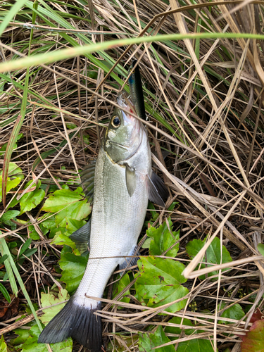 セイゴ（ヒラスズキ）の釣果