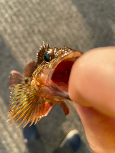 カサゴの釣果