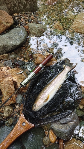 ニッコウイワナの釣果