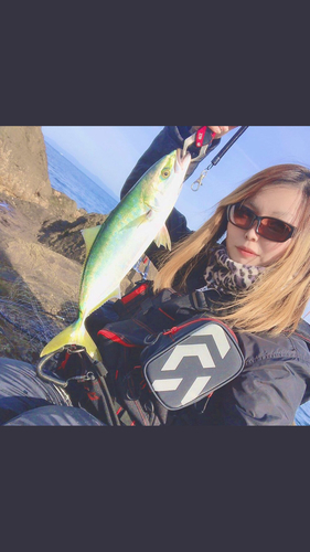 ハマチの釣果